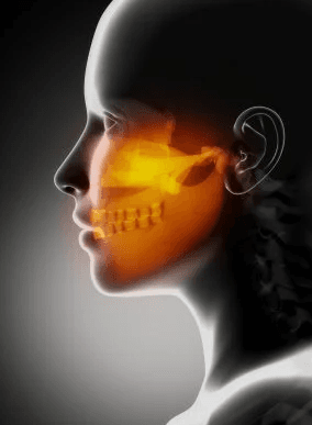 Jaw highlighted on skeleton